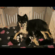 Siberian Husky - Both