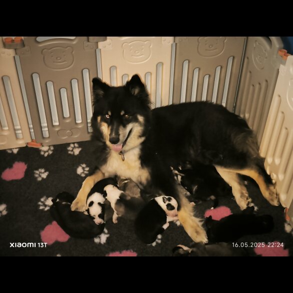 Siberian Husky - Both