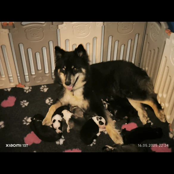 Siberian Husky - Both