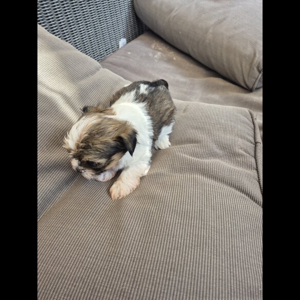 Mixed Breed - Both