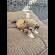 Mixed Breed - Both