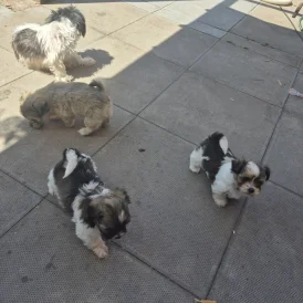 Mixed Breed - Both