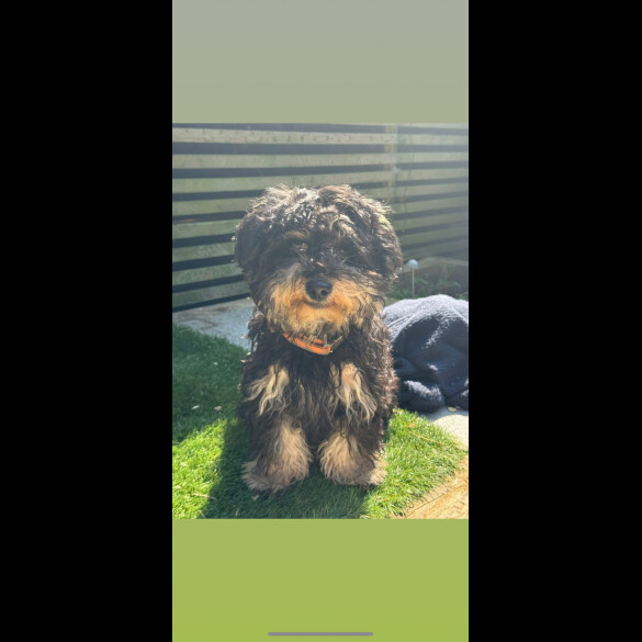 Yorkiepoo