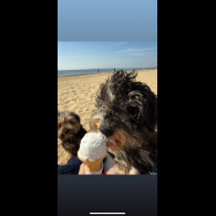 Yorkiepoo