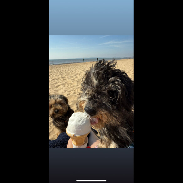Yorkiepoo