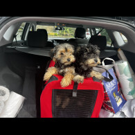 Yorkiepoo