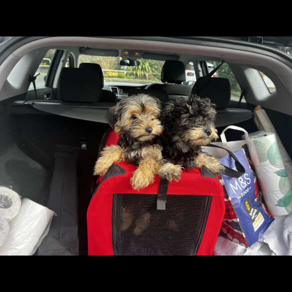 Yorkiepoo
