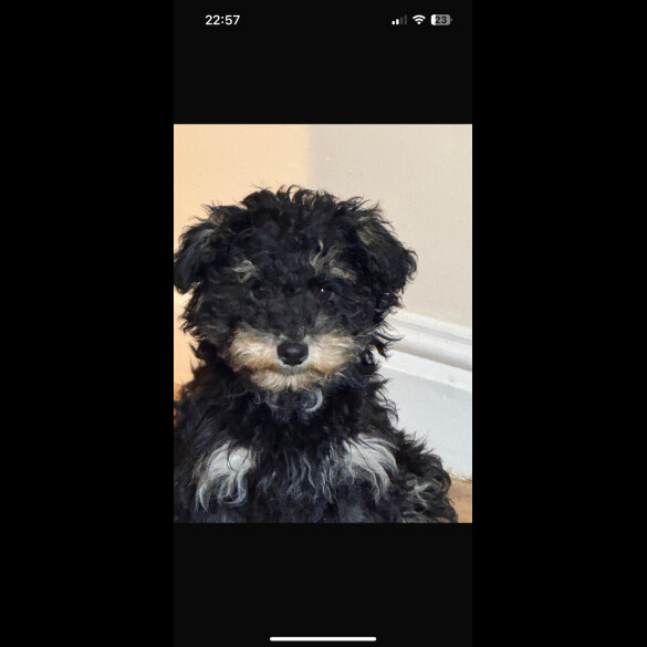 Yorkiepoo