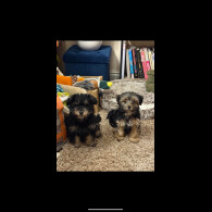 Yorkiepoo