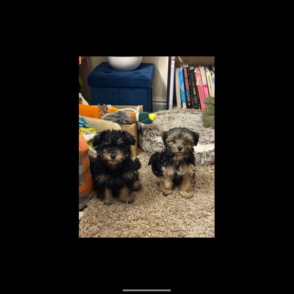Yorkiepoo