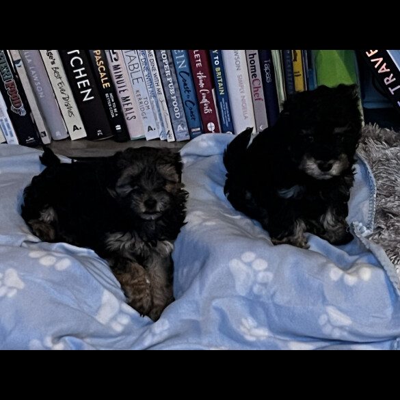 Yorkiepoo
