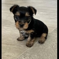 Yorkshire Terrier - Bitches