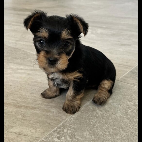 Yorkshire Terrier - Bitches