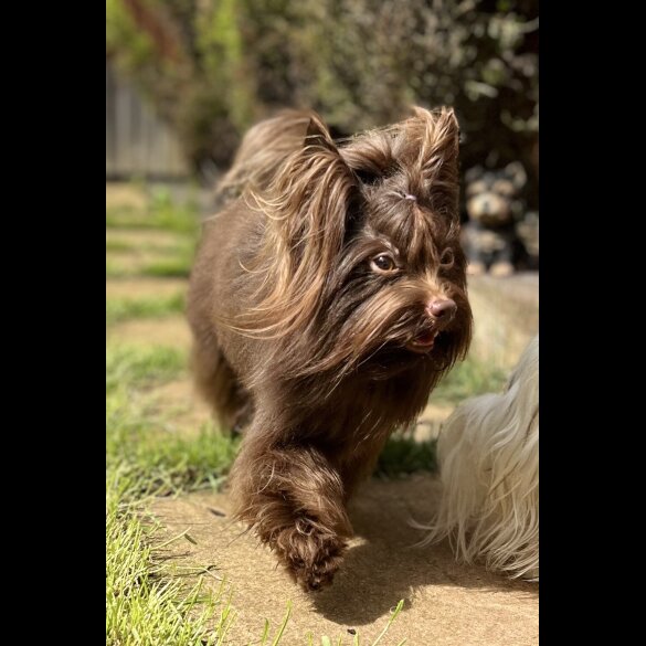Yorkshire Terrier