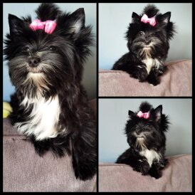 Yorkshire Terrier - Both
