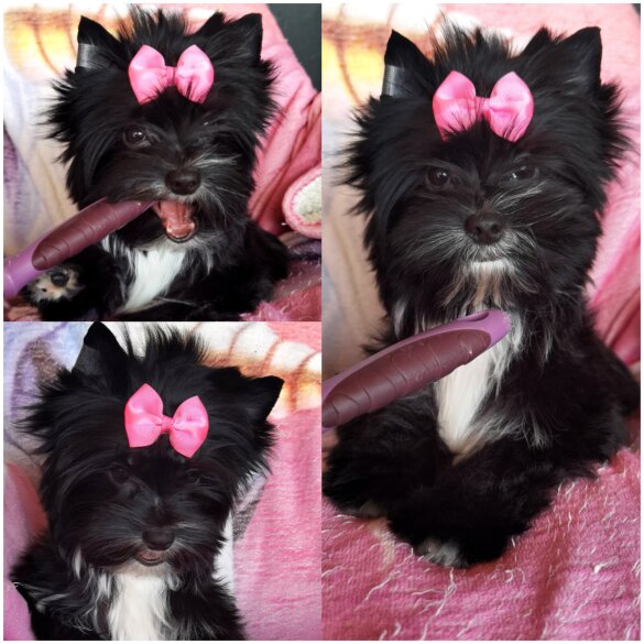 Yorkshire Terrier - Both