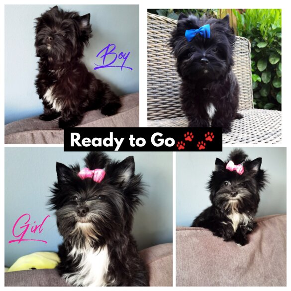 Yorkshire Terrier - Both
