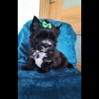 Yorkshire Terrier - Both