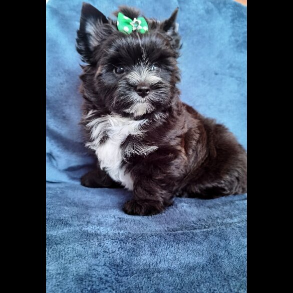 Yorkshire Terrier - Both