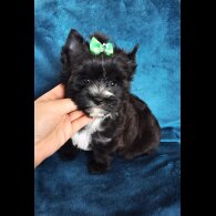 Yorkshire Terrier - Both