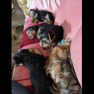 Yorkshire Terrier - Both