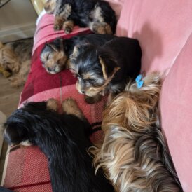 Yorkshire Terrier - Both