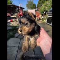 Yorkshire Terrier - Both