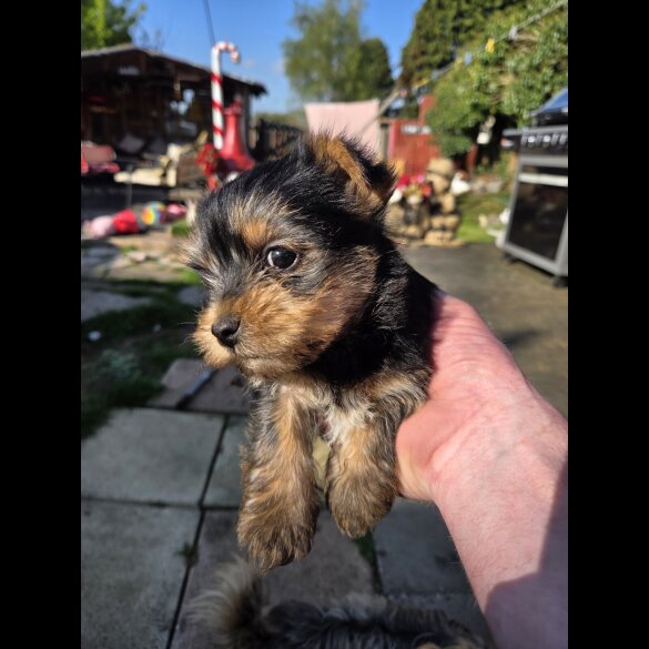 Yorkshire Terrier - Both