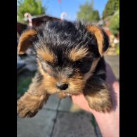 Yorkshire Terrier - Both