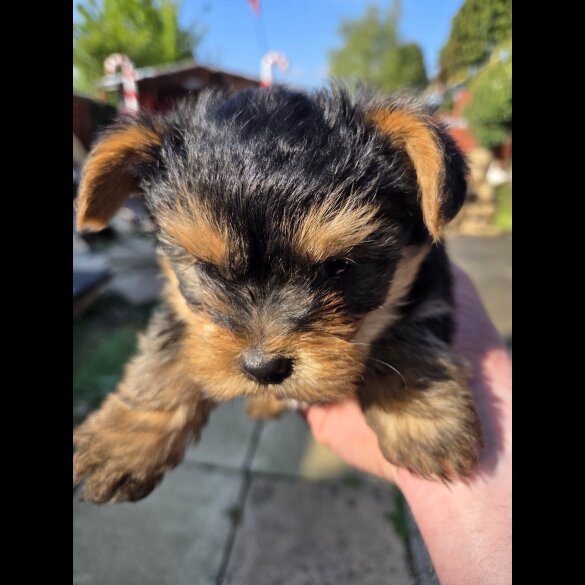 Yorkshire Terrier - Both