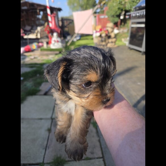 Yorkshire Terrier - Both