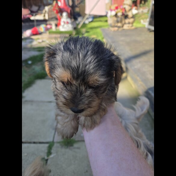 Yorkshire Terrier - Both
