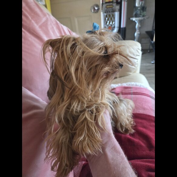 Yorkshire Terrier - Both