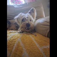 Yorkshire Terrier - Both