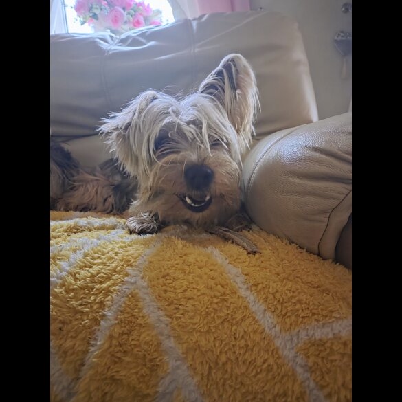 Yorkshire Terrier - Both