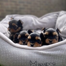 Yorkshire Terrier - Both