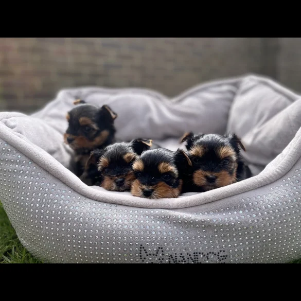 Yorkshire Terrier - Both