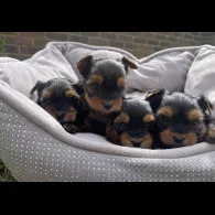 Yorkshire Terrier - Both