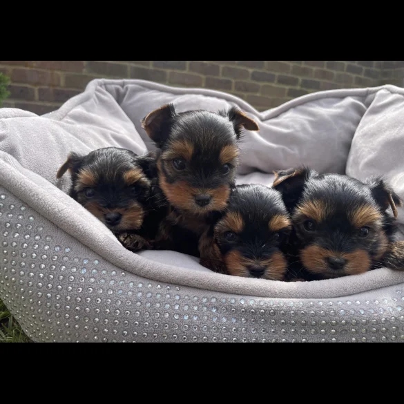 Yorkshire Terrier - Both