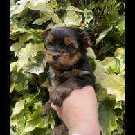 Yorkshire Terrier - Both