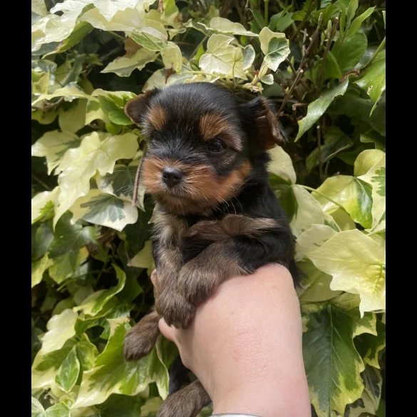 Yorkshire Terrier - Both