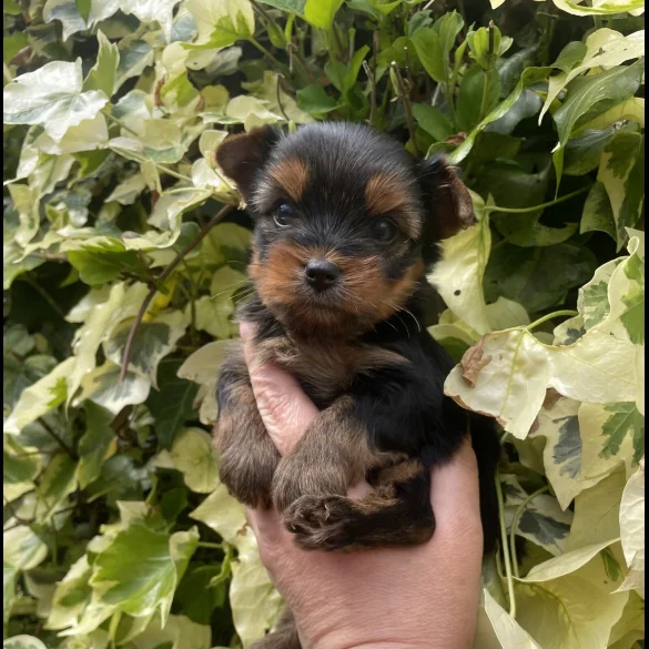 Yorkshire Terrier - Both