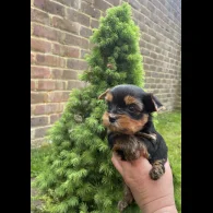 Yorkshire Terrier - Both