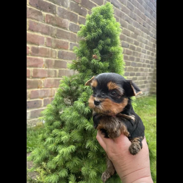 Yorkshire Terrier - Both