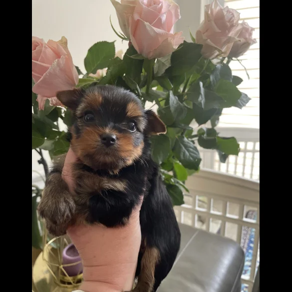 Yorkshire Terrier - Both