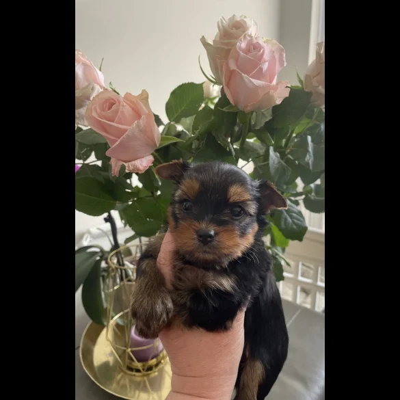 Yorkshire Terrier - Both