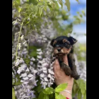 Yorkshire Terrier - Both