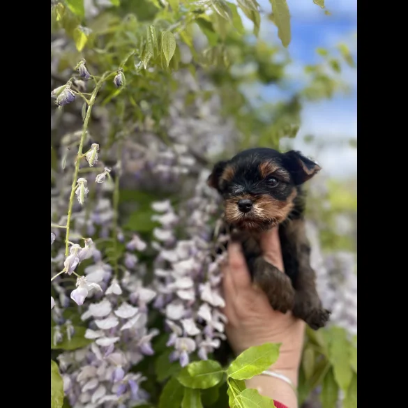 Yorkshire Terrier - Both