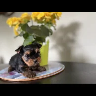 Yorkshire Terrier - Both