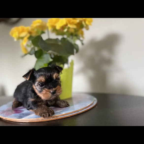 Yorkshire Terrier - Both